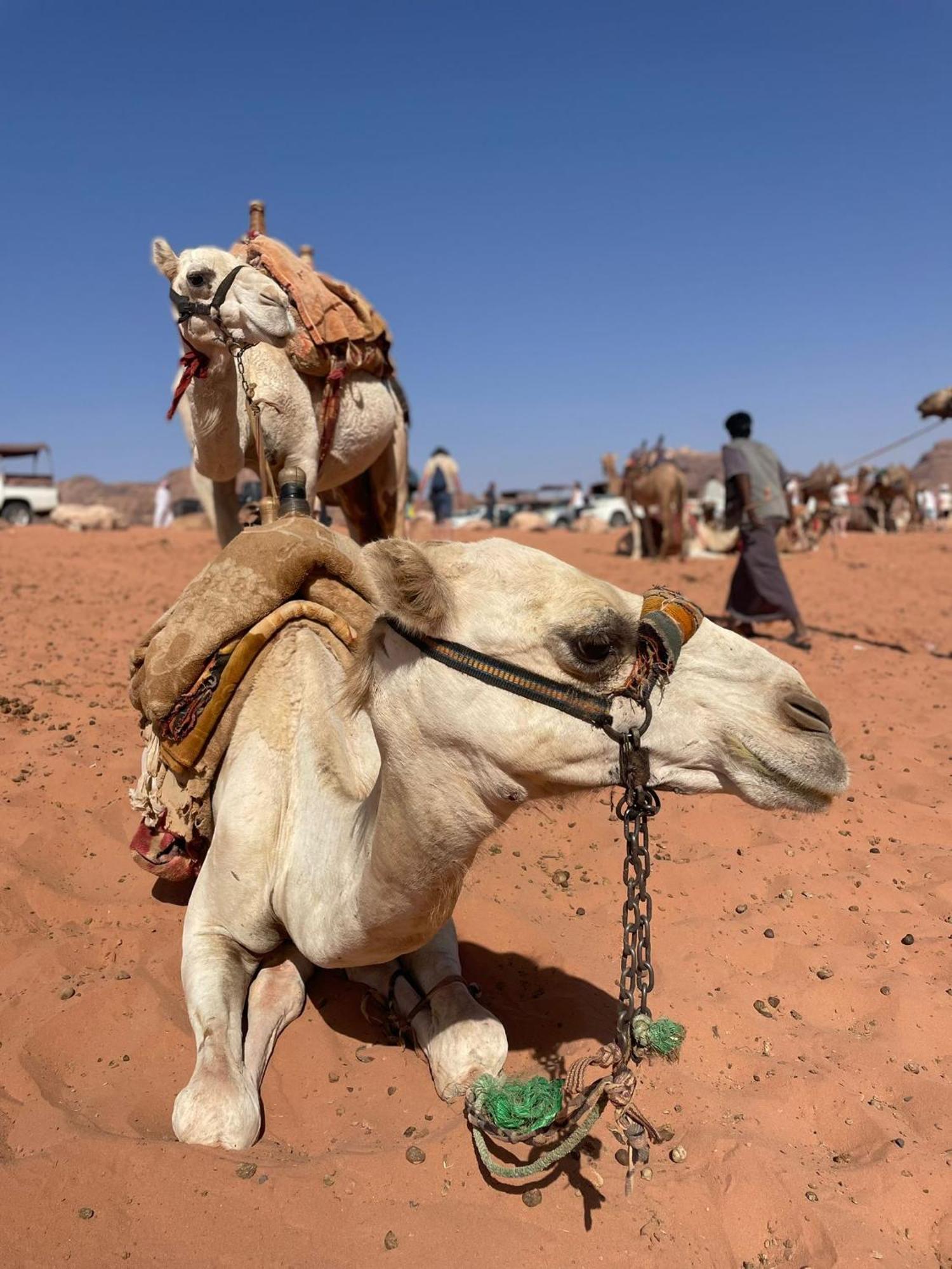 Enad Desert Camp Ουάντι Ραμ Εξωτερικό φωτογραφία
